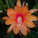 Epiphyllum Orchid Cactus Cutting – Large Blooming Hybrid, Easy to Root Houseplant