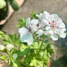White Geranium Plant in 6โ Pot โ Live Blooming Pelargonium for Garden or Patio White Geranium Plant in 6โ Pot โ Live Blooming Pelargonium for Garden or Patio