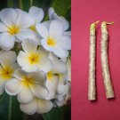 Plumeria Cuttings 12” – 2 Pack Plumeria alba White & Yellow Tropical Frangipani