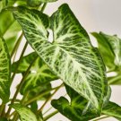 White Butterfly Syngonium Plant – Arrowhead Vine | Easy Indoor Houseplant with Variegated Leaves White Butterfly Syngonium Plant – Arrowhead Vine | Easy Indoor Houseplant with Variegated Leaves