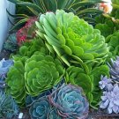 Aeonium Arboreum Cutting – Rare Japanese Green Succulent | Unrooted Live Plant for Propagation