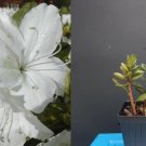 Delaware Valley White Azalea Rhododendron – Pure White Deciduous Starter Plant for Garden Delaware Valley White Azalea Rhododendron – Pure White Deciduous Starter Plant for Garden