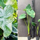 Milky Way Colocasia Plant – Small Rooted Elephant Ear Starter | Tropical Variegated Leaves