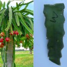 Dragon Fruit Cutting 4” – White Flesh Hylocereus Undatus Pitaya Cactus for Growing