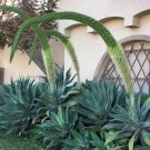 Fox Tail Agave Plant – Agave Attenuata 6–8” Succulent | Drought Tolerant Tropical Beauty Fox Tail Agave Plant – Agave Attenuata 6–8” Succulent | Drought Tolerant Tropical Beauty