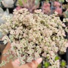 Sedum ‘Little Missy’ Succulent – 4” Live Bare Root Plant | Easy Grow Groundcover Decor Sedum ‘Little Missy’ Succulent – 4” Live Bare Root Plant | Easy Grow Groundcover Decor