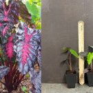 Colocasia ‘Redemption’ Elephant Ear – Small Rooted Starter Plant | Rare Tropical Foliage