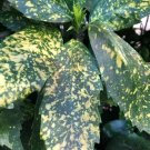 Gold Dust Aucuba Cuttings – 5 Green Shrub Stems 6” Each | Easy Rooting Ornamental Plant Gold Dust Aucuba Cuttings – 5 Green Shrub Stems 6” Each | Easy Rooting Ornamental Plant