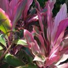 Ti Leaf Combo – 2 Red & Variegated Cordyline Cuttings 3–5” | Tropical Hawaiian Plant Ti Leaf Combo – 2 Red & Variegated Cordyline Cuttings 3–5” | Tropical Hawaiian Plant