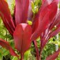 Ti Leaf Combo â 2 Red & Variegated Cordyline Cuttings 3â5â | Tropical Hawaiian Plant