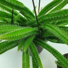 Dog Tail Cactus – 3–7” Rooted Bare Root Plants | Easy Care Soft Thorn Hanging Cactus Dog Tail Cactus – 3–7” Rooted Bare Root Plants | Easy Care Soft Thorn Hanging Cactus