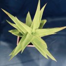Climbing Aloe Ciliaris – 3 Unrooted Cuttings | Easy Rooting Succulent Vine Plant Climbing Aloe Ciliaris – 3 Unrooted Cuttings | Easy Rooting Succulent Vine Plant