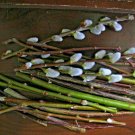 White Pussy Willow Cuttings – 15 Stems (6”) | Salix discolor Tree Branches for Planting White Pussy Willow Cuttings – 15 Stems (6”) | Salix discolor Tree Branches for Planting