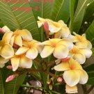 Plumeria Celadine Cutting – 10–12” Single Tip | Yellow Frangipani Flowering Plant