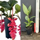 Medinilla Magnifica ‘Royal Intenz’ – Live Rooted Starter Plant | Rare Tropical Flowering Plant