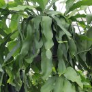 Epiphyllum ‘Beavertail’ – 2 Cuttings (6–8”) | Rare Orchid Cactus with Showy Blooms Epiphyllum ‘Beavertail’ – 2 Cuttings (6–8”) | Rare Orchid Cactus with Showy Blooms
