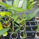 Epipremnum amplissimum Silver Streak – Rooted Pothos Cutting | Rare Aroid Live Plant Epipremnum amplissimum Silver Streak – Rooted Pothos Cutting | Rare Aroid Live Plant