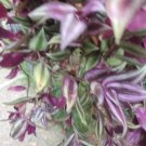 Tradescantia Zebrina Inch Plant – 15 Live Tip Cuttings 12" | Wandering Jew with Aerial Roots Tradescantia Zebrina Inch Plant – 15 Live Tip Cuttings 12" | Wandering Jew with Aerial Roots