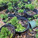 Hinoki Cypress ‘Nana’ – 2 Live Dwarf Trees | True Miniature Bonsai for Mame or Shohin