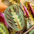 Maranta Red Prayer Plant – 3–6" Rooted Cutting | Live Houseplant with Mature Leaves