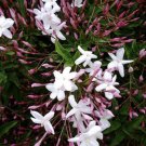 Star Jasmine Cuttings – 12 Unrooted Stems for Propagation | Fragrant Trachelospermum Vine Star Jasmine Cuttings – 12 Unrooted Stems for Propagation | Fragrant Trachelospermum Vine
