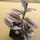 Pink Tradescantia Nanouk – 2" Live Potted Plant | Indoor Houseplant with Variegated Leaves Pink Tradescantia Nanouk – 2" Live Potted Plant | Indoor Houseplant with Variegated Leaves