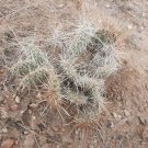 Opuntia polyacantha Wyoming Cactus Cuttings | Hardy Plains Prickly Pear for Desert Gardens