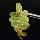 Marcgravia sp. Brown Ecuador Vine Cutting – 10 Leaves | Rare Terrarium & Vivarium Plant Marcgravia sp. Brown Ecuador Vine Cutting – 10 Leaves | Rare Terrarium & Vivarium Plant