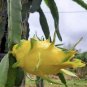 Yellow Dragon Fruit Cuttings – 4 Large Florida Variety | Self-Pollinating Hylocereus
