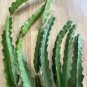 Yellow Dragon Fruit Cuttings – 4 Large Florida Variety | Self-Pollinating Hylocereus