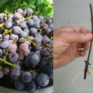 Concord Grape Vine Cuttings – 7+1 Organic Unrooted Vitis labrusca Starts for Planting Concord Grape Vine Cuttings – 7+1 Organic Unrooted Vitis labrusca Starts for Planting