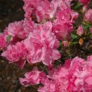 Hallie Azalea Rhododendron – Orchid Pink Triple Bloom Deciduous Shrub Starter Plant