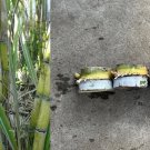 Sugarcane Rooted Cuttings – 3 Live Sweet Saccharum officinarum Starts for Planting Sugarcane Rooted Cuttings – 3 Live Sweet Saccharum officinarum Starts for Planting