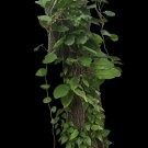 Green Pothos Taro Vine Cuttings – 3 Large Single-Leaf 6–8" Stems for Easy Rooting