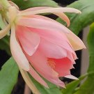 Epiphyllum ‘Argus’ Cuttings – 8–10" Unrooted Orchid Cactus Stems | Rare Blooming Plant Epiphyllum ‘Argus’ Cuttings – 8–10" Unrooted Orchid Cactus Stems | Rare Blooming Plant