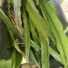 Dragon Fruit Plant Cuttings – 4 Live 8–14" Stems | Hylocereus Undatus Cactus for Rooting
