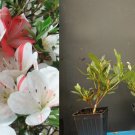 Ivoryyana Azalea Rhododendron – White & Peach Striped Deciduous Starter Shrub Plant