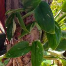 Monstera Standleyana Variegated Cutting – 1 Node Philodendron Cobra Fresh Plant Start