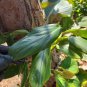 Monstera Standleyana Variegated Cutting – 1 Node Philodendron Cobra Fresh Plant Start
