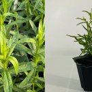 Pink Panther Callisia Repens Variegata – Tri-Color Wandering Jewel Live Starter Plant