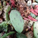 Mixed Lot – 30 Creeping Sedum & 4 Cactus Live Cuttings | Hardy Perennial Succulent Mix