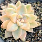 Graptopetalum ‘Jester’ – 2” Live Potted Succulent | Rare Colorful Ghost Plant Variety Graptopetalum ‘Jester’ – 2” Live Potted Succulent | Rare Colorful Ghost Plant Variety