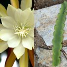 Vista Sun Epiphyllum – 1 Orchid Cactus Cutting (8–10”) | Rare Flowering Succulent Vine Vista Sun Epiphyllum – 1 Orchid Cactus Cutting (8–10”) | Rare Flowering Succulent Vine