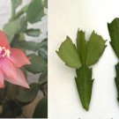 Peach Bloom Schlumbergera Cuttings – Thanksgiving Christmas Cactus Succulent Plants for Planting