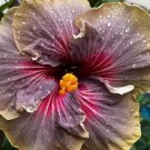 Rare Hibiscus Black Rainbow Cuttings – 3 Fresh Unrooted Tropical Flowering Shrub Plants Rare Hibiscus Black Rainbow Cuttings – 3 Fresh Unrooted Tropical Flowering Shrub Plants