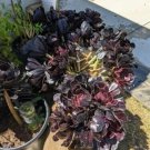 Black Rose Aeonium arboreum βSchwarzkopfβ β Two 8β Thick Long Succulent Cuttings Black Rose Aeonium arboreum βSchwarzkopfβ β Two 8β Thick Long Succulent Cuttings