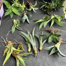 Agave Variety Pack – 20+ Pups & Bulbs, 8+ Varieties incl. Americana, Sisal & Foxtail Agave Variety Pack – 20+ Pups & Bulbs, 8+ Varieties incl. Americana, Sisal & Foxtail