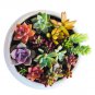 Succulent Cutting Set â 17 Assorted Varieties of Fresh Live Unrooted Plants for Propagation