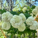 White Oakleaf Hydrangea – 2 Rooted Hydrangea quercifolia Cuttings 6–8 Inch Starter White Oakleaf Hydrangea – 2 Rooted Hydrangea quercifolia Cuttings 6–8 Inch Starter
