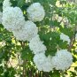 White Oakleaf Hydrangea &acirc;�� 2 Rooted Hydrangea quercifolia Cuttings 6&acirc;��8 Inch Starter